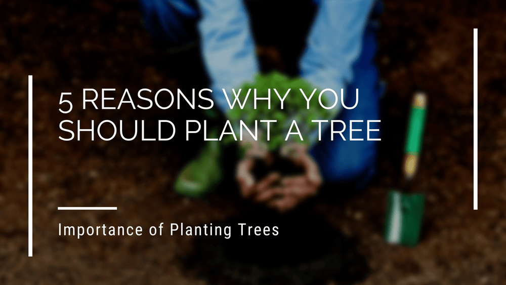 5 Reasons Why You Should Plant A Tree